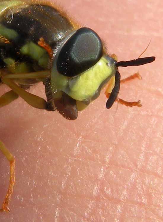 Syrphidae confidente